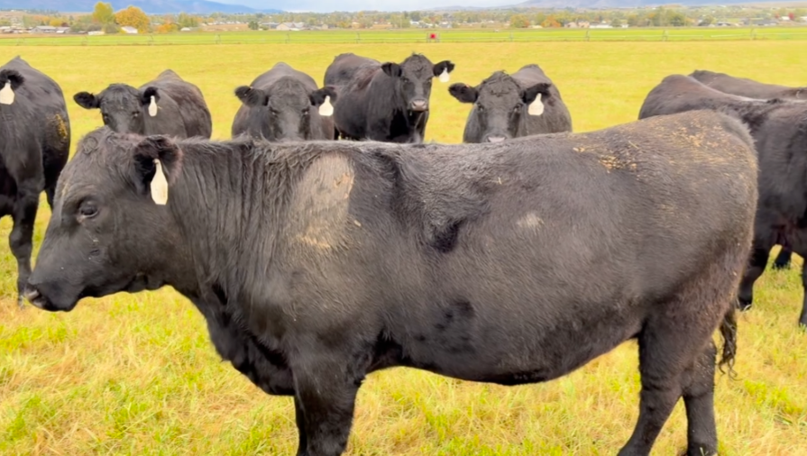 BIG FANCY, 1050lb bred heifers! March – Mid April calvers!- BH1013A5